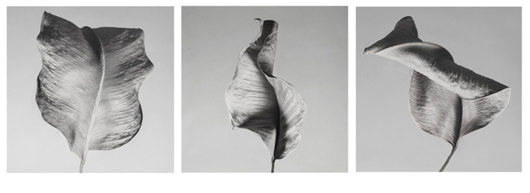 Konstans Zafeiri, greek fine art  photographer, awarded artist, limited edition photography